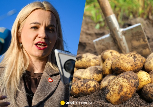 Polska stoi u progu kartoflanej katastrofy? Rolnicy mówią wprost: tak źle jeszcze nie było