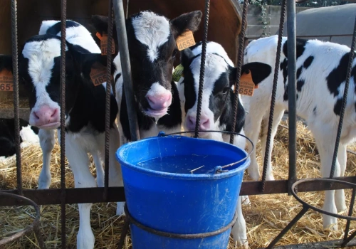 Więcej mleka dla cieląt to inwestycja. Efekt widać w pierwszej laktacji