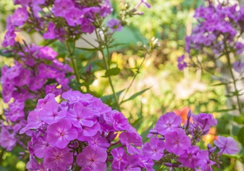 Te kwiaty zrobią furorę na każdej rabacie. Posadź je w kwietniu