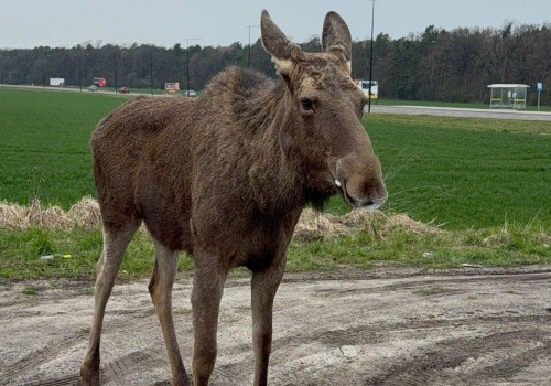 Apel Straży Miejskiej w Świdniku: łoś potrzebuje spokoju, by wrócić do zdrowia