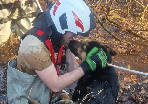 Strażacy z OSP Radowo Małe w ostatniej chwili uratowali psy