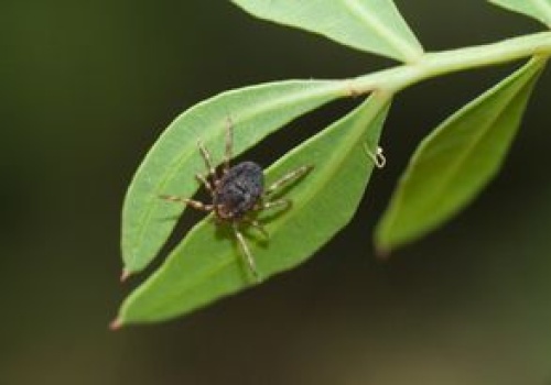 Afrykańskie kleszcze już w Polsce. Są szybkie i biegną do człowieka