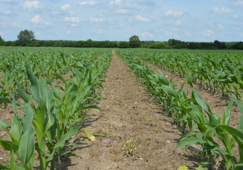 Za dużo azotu opóźnia kolby, nadmiar potasu szkodzi kiszonce. Jak nawozić kukurydzę?