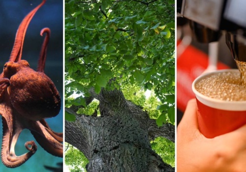 Ten quiz bezlitośnie obnaży braki z wiedzy ogólnej. Za wynik 12/15 możesz otwierać szampana