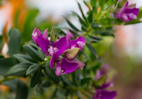 Ogrodnicy oszaleli na jego punkcie w 2026 roku. Długo kwitnie i wygląda jak z bajki