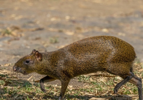 Leśnicy zdębieli. Tego zwierzęcia w polskim lesie jeszcze nie było