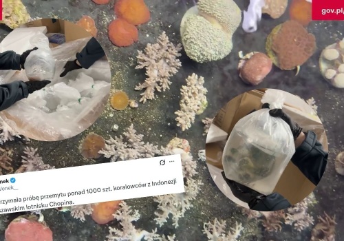 Warszawa: służby zatrzymały próbę przemytu 1,5 tony rafy koralowej z Indonezji