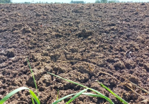 Ile kosztuje pomiot kurzy z transportem? Sprawdzamy aktualne ceny