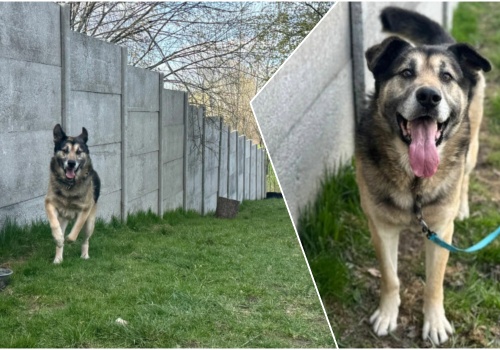 Do serca przytul psa. Szarik czeka na nowy dom