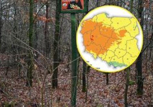 Rośnie zagrożenie w polskich lasach. Wszystko widać na mapach