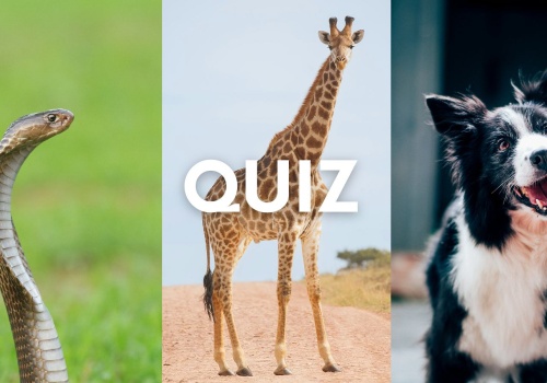 Quiz. Rozpoznasz wszystkie zwierzęta na zdjęciach? Pobij średnią 7/10!