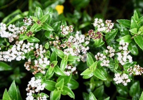 Ta jedna roślina w sypialni robi ogromną różnicę. Poprawę odczujesz już pierwszej nocy