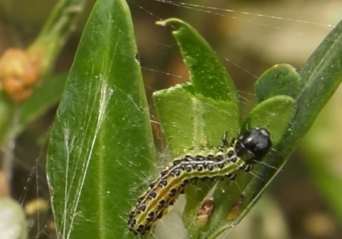 Kup ten produkt za grosze. Ćma bukszpanowa zniknie raz na zawsze