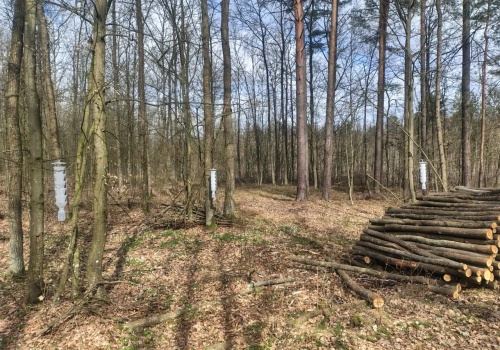 Wiszą na drzewach i wzbudzają zainteresowanie. Leśnicy reagują na groźnego przybysza z Azji