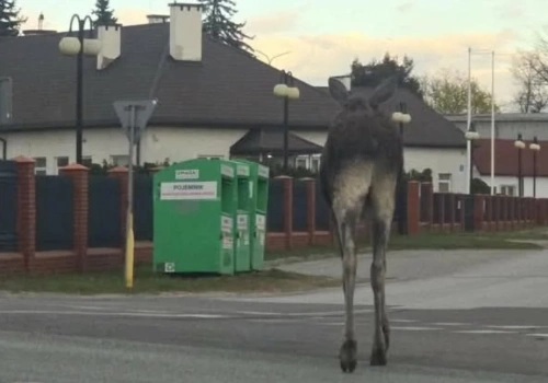 Po Żelkowie-Kolonii spaceruje łoś. Urząd gminy Siedlce wydał komunikat