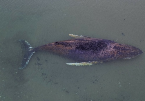 Podjęli ostatnią próbę ratowania humbaka. Niemiecki minister zabrał głos