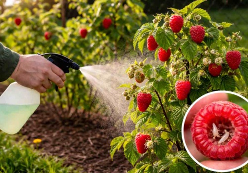 Zrób to w kwietniu, a Twoje maliny będą słodkie i w 100% bez robaków