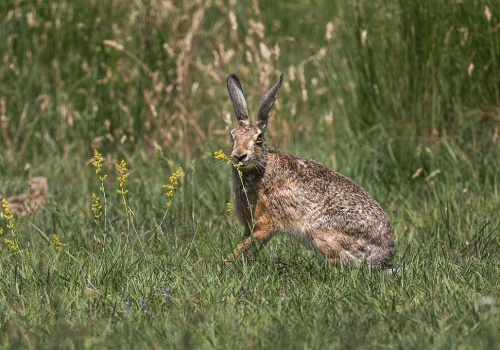 Przyrodnicy apelują o niezabieranie i niedotykanie małych zajęcy