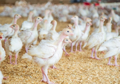 Kolejna ferma drobiu pod Lwowem ma produkować ponad 500 tys. brojlerów. 20 km od polskiej granicy