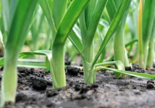 Większość wrzuca tylko do rosołu. Wielki błąd. Niedoceniane warzywo jest najlepszą odżywką dla jelit