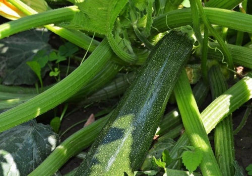 Najlepszy termin na sadzenie cukinii. Sąsiadki pozazdroszczą ci plonów