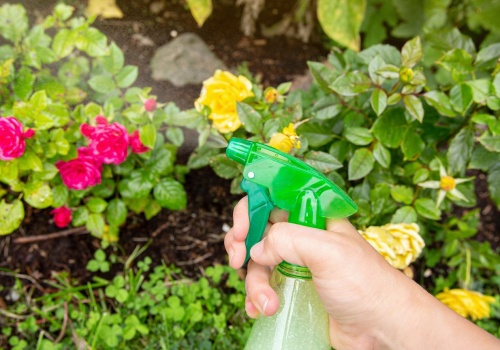 Rozgnieć, zmieszaj z wodą i spryskaj róże. Powiesz 