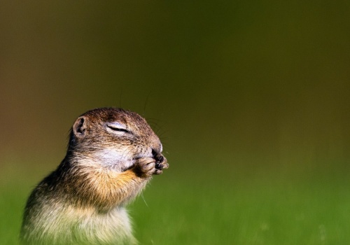 Na łąkach wielkie ożywienie. Decydujący czas dla zagrożonych gryzoni
