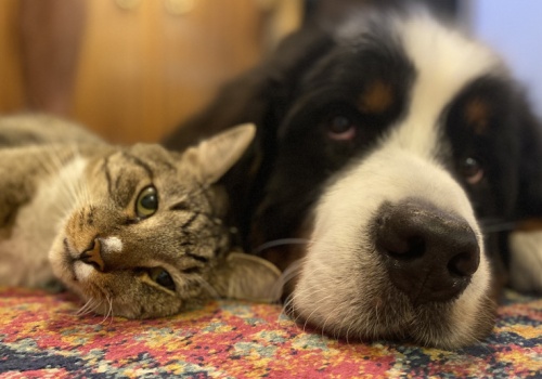 1000 złotych na psa, a 700 na kota. Radni zdecydowali o „becik-psiowym”