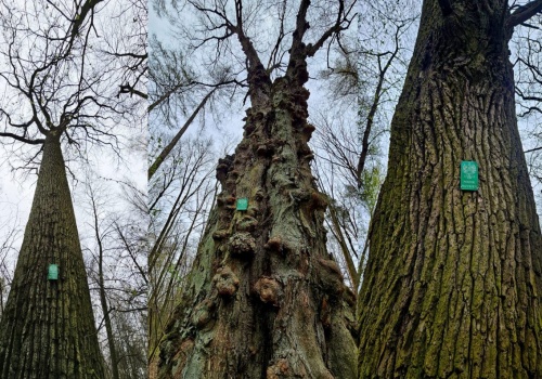 W Lesie Rejkowizna wyznaczyli 21 pomników przyrody. Sprzeciw leśników został odrzucony przez sąd