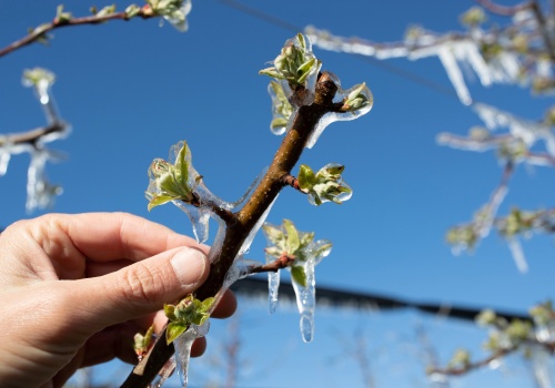 Wracają przymrozki w całym regionie. IMGW wydał ostrzeżenie