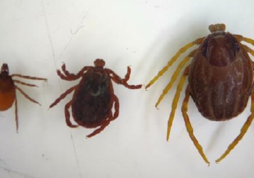 Niebezpieczny gatunek kleszcza afrykańskiego w Polsce. Potrafi „gonić” człowieka