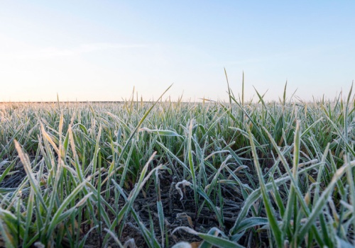 Jak skutecznie chronić uprawy w niepewnym sezonie 2026?