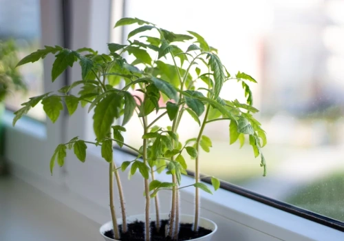 Pomidory „uciekły” w górę? Ten moment decyduje, czy jeszcze je uratujesz