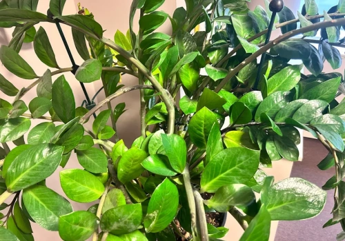 Zamiokulkas się kładzie? Roślina wysyła sygnał, który łatwo przeoczyć