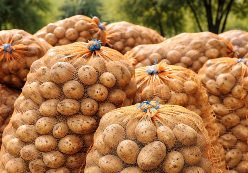 Ziemniaki zalegają w magazynach. Rynek się zapchał, ceny runęły