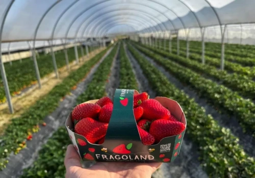 Truskawki z Albanii zyskują na znaczeniu. Rośnie produkcja, eksport i znaczenie jakości