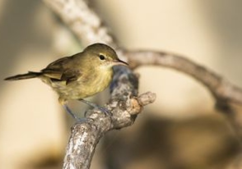 Domownicy zmieniają twoje jelita? Badanie na ptakach sugeruje, że tak