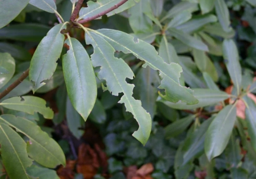 Gdy rośliny więdną bez powodu, sprawdzam korzenie – często to opuchlaki