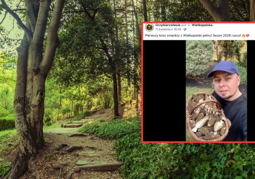 Grzybiarz pokazał, ile grzybów zebrał w kwietniu. 