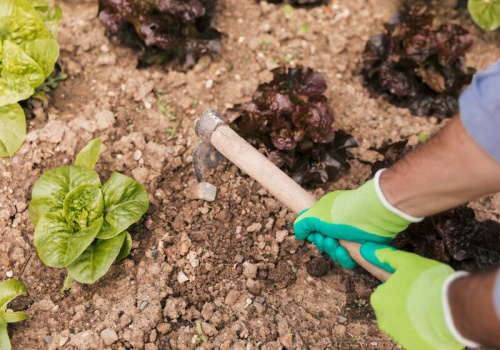 Ten moment w warzywniku jest kluczowy. Do połowy kwietnia robię to zawsze