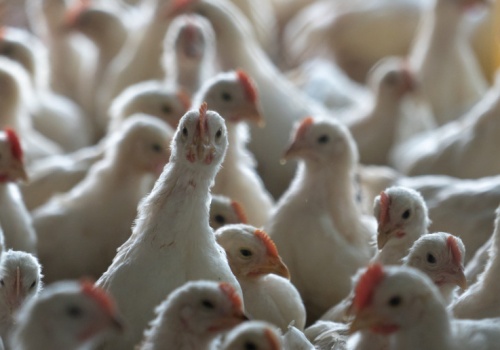 Nowa ferma drobiu pod Lwowem: 510 tys. brojlerów rocznie, 20 km od polskiej granicy