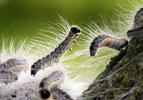 Toksyczny owad w polskich lasach. Gdy cię dotknie, możesz skończyć w szpitalu