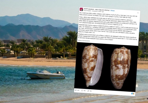 Na egipskiej plaży znalazł piękną muszlę. 