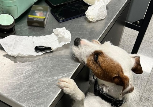 Polak połknął 88 kapsułek kokainy. Szokujący przypadek na lotnisku w Gdańsku