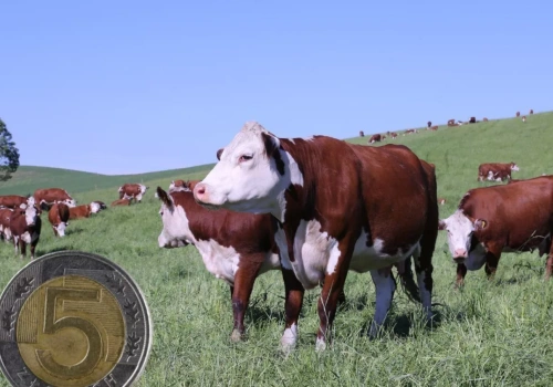 Dopłaty do opasów. Ile pieniędzy dostanie rolnik?