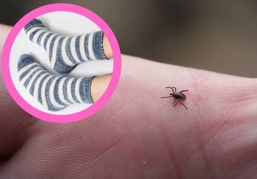 Skarpety przeciwkleszczowe to nowy hit. Wyróżnia je ta jedna rzecz