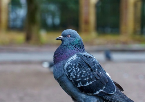 Wypatrz go na spacerze, a szczęście ci dopisze. Rozglądaj się uważnie