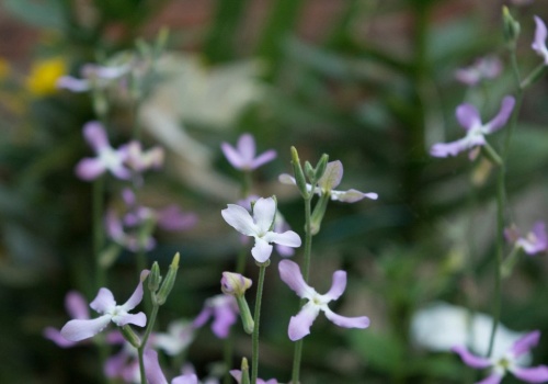 Posiej blisko tarasu lub okien. Wieczorami jej zapach jest niesamowity