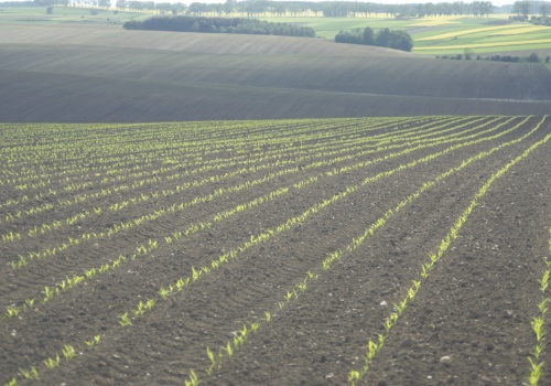 NOWOŚĆ. Opinie rolników o bakteriach azotowych a wyniki z pola