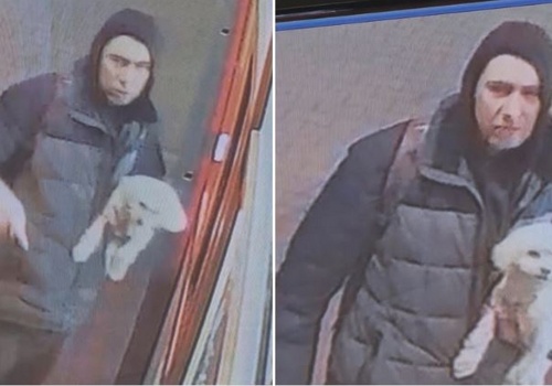 PILNE! Grodzisk Wlkp.: Zabrał pieska i zniknął. Policja szuka sprawcy